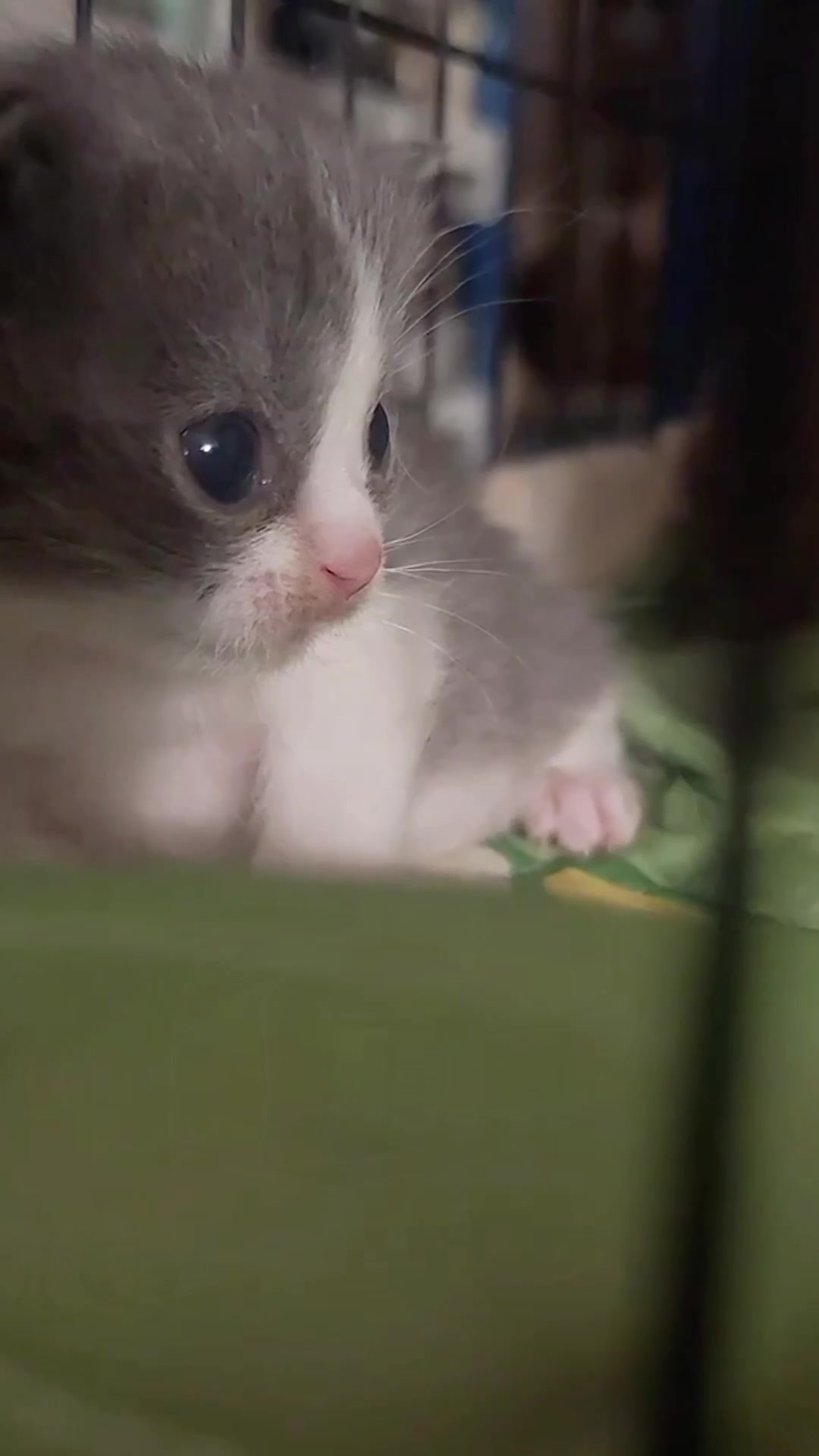 @catbosssss