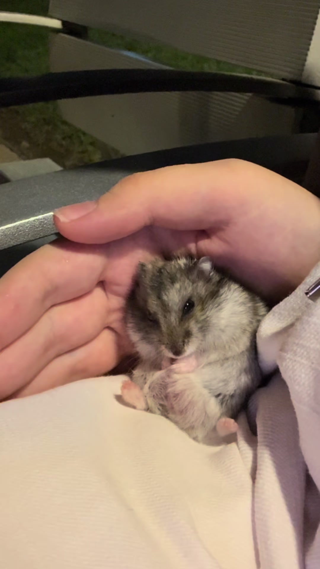 @hamster.cuppulu