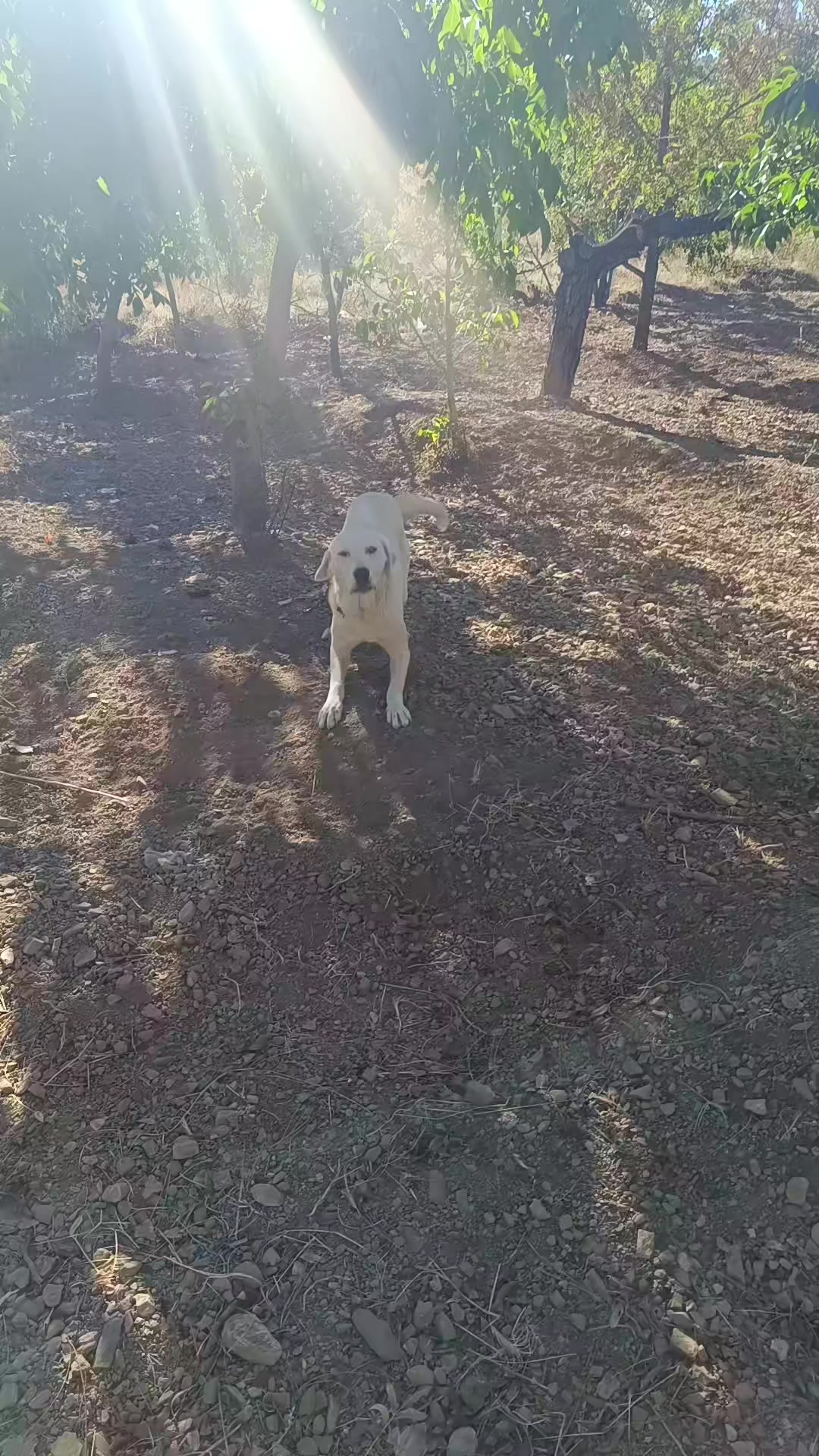 @Duran Karakaş