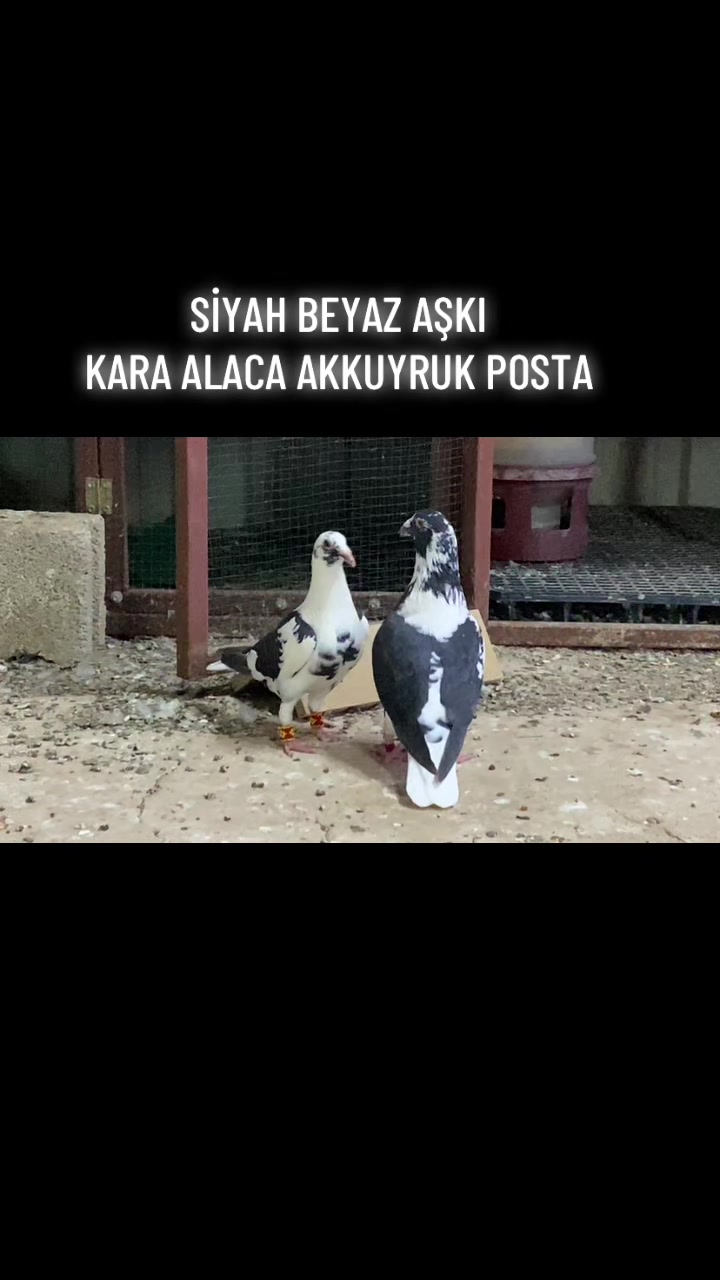 @ⒼİSMAİL ACARⒼ