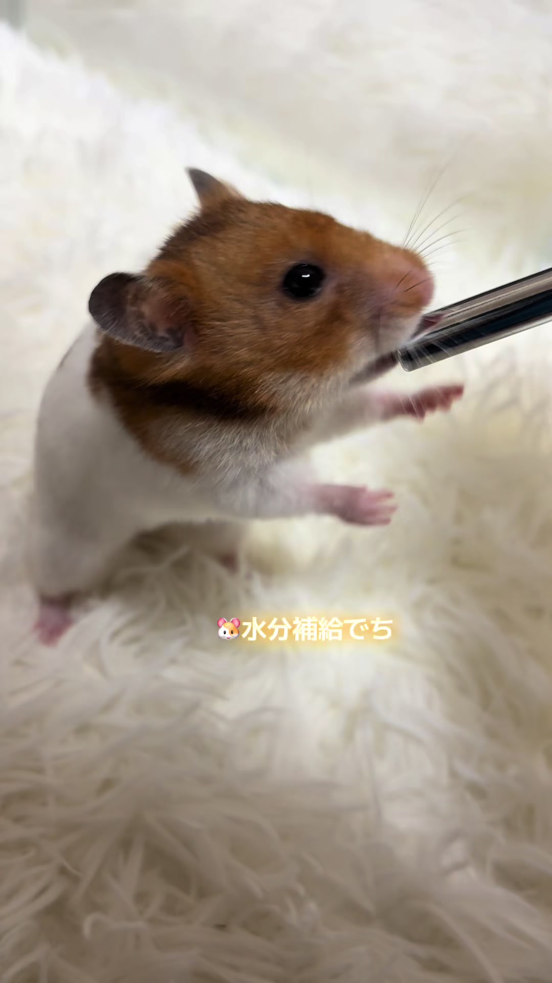 @ハム太は女の子🐹