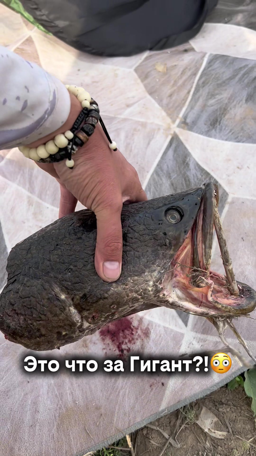 @Азиатский Странник🇰🇬🎣