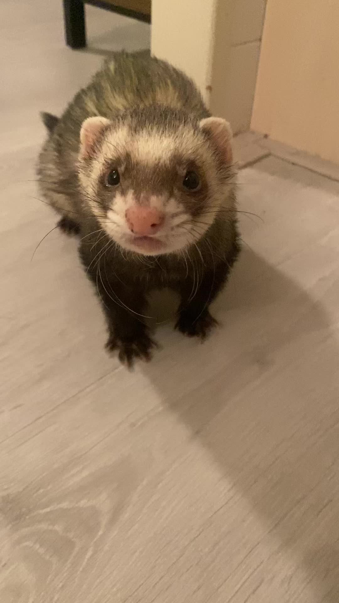 @FerretFiesta