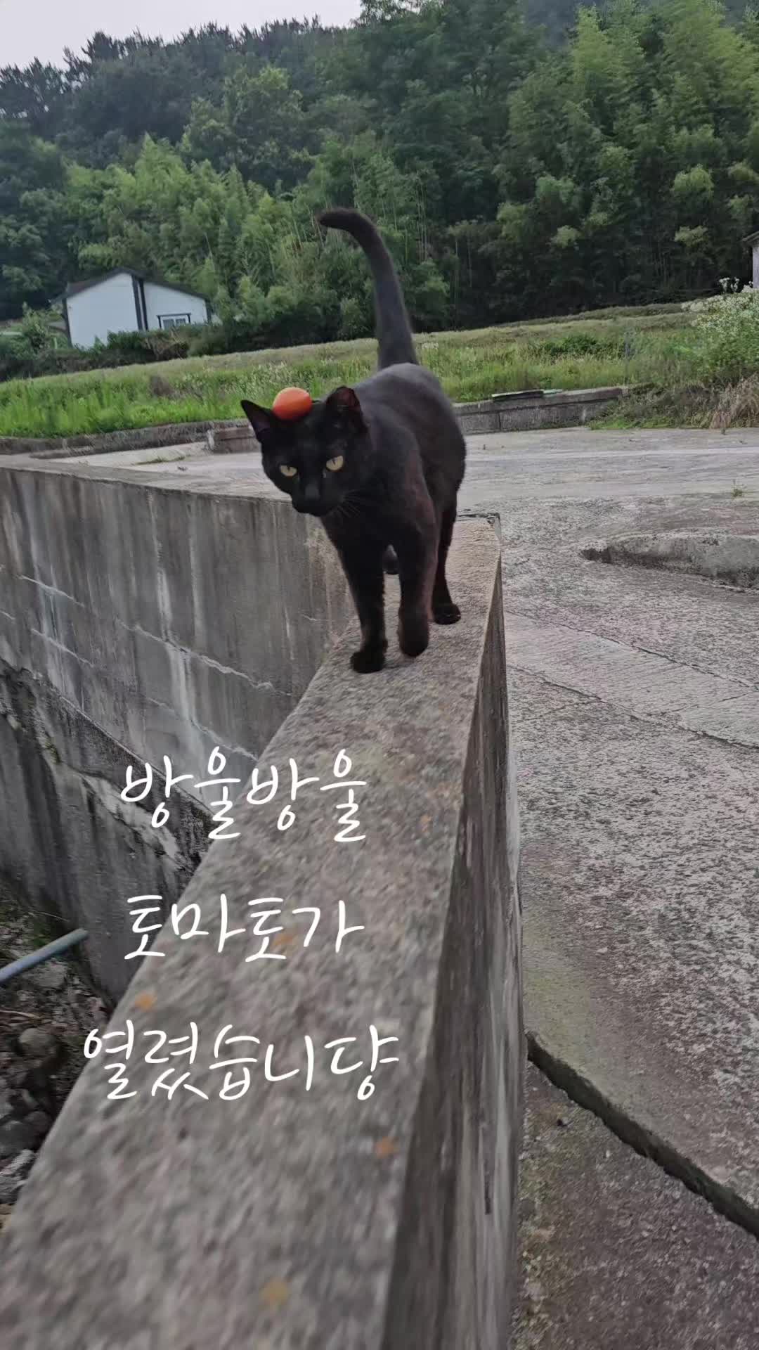 @검은고양이 터보