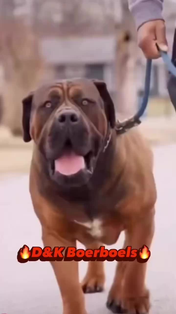 @D&K Boerboels