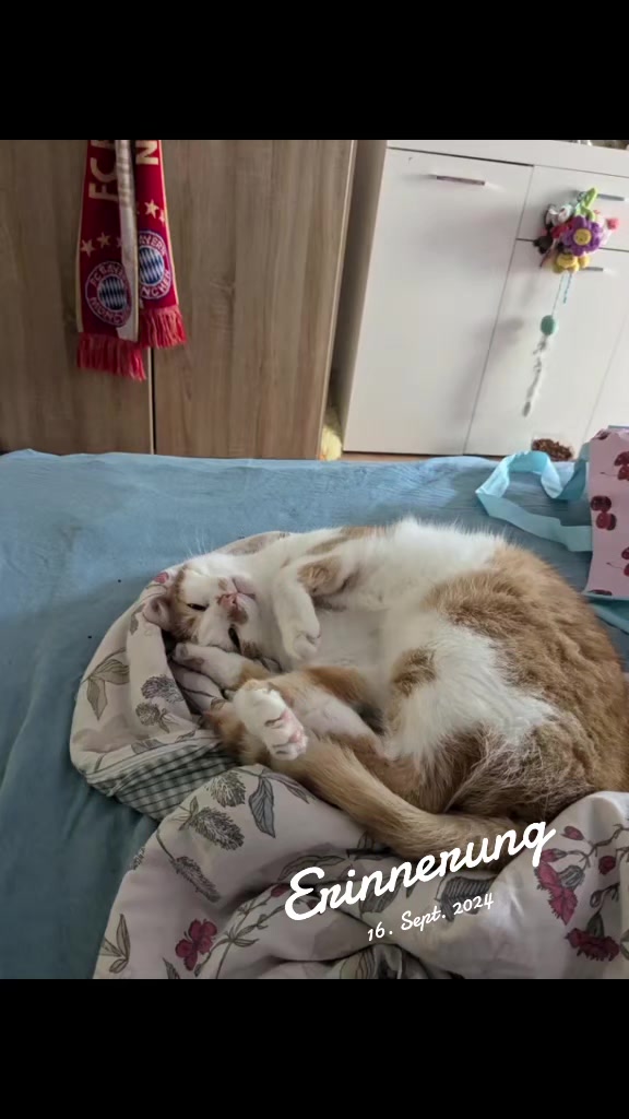 @Minnie Maus Team Catmommy🐈❤️