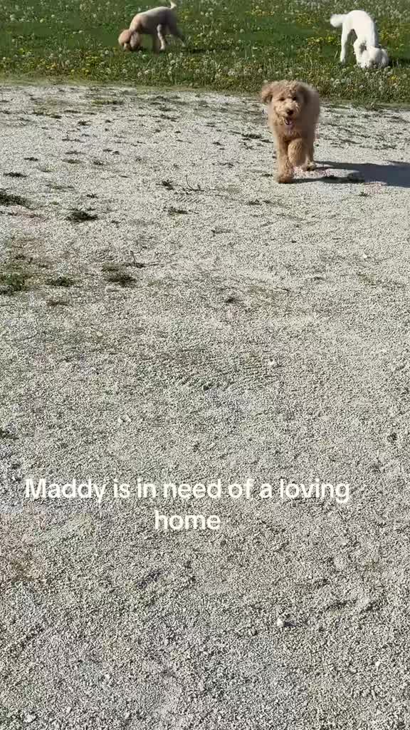@kobi.lily.love