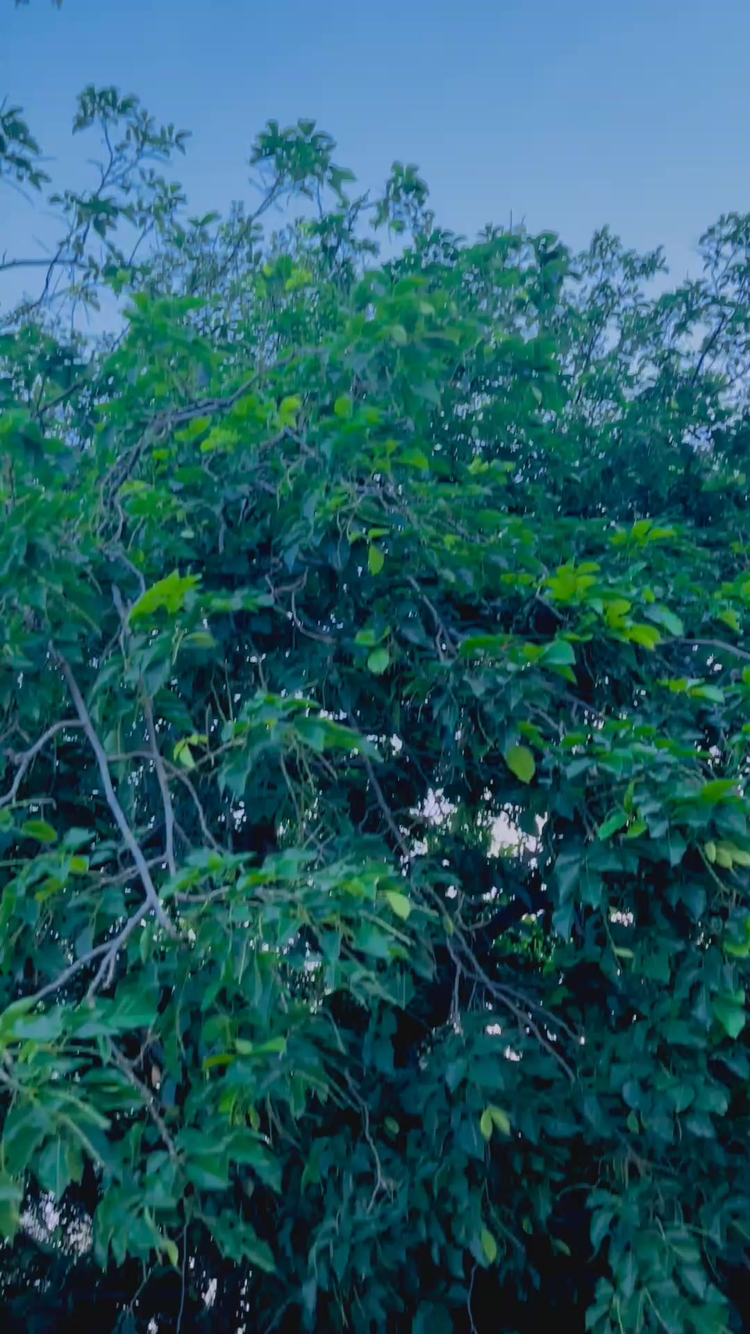 @"𝑺𝑯𝑨𝑵𝑰"