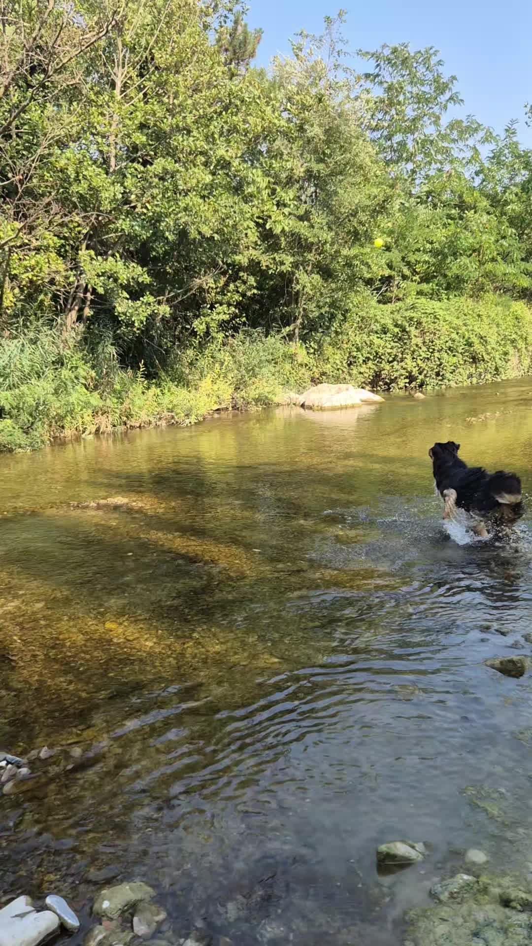 @KikiPetSitter&Photo