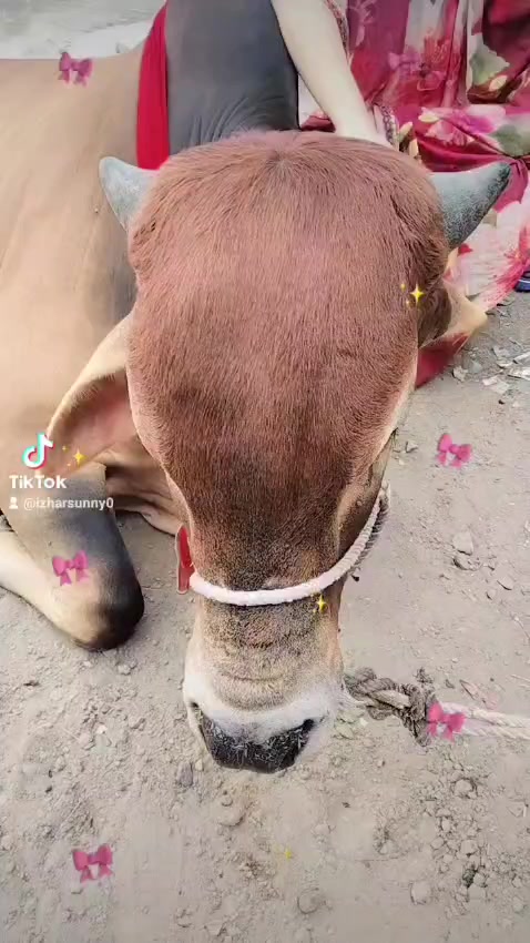 @💞حسن کی ملکہ 💞