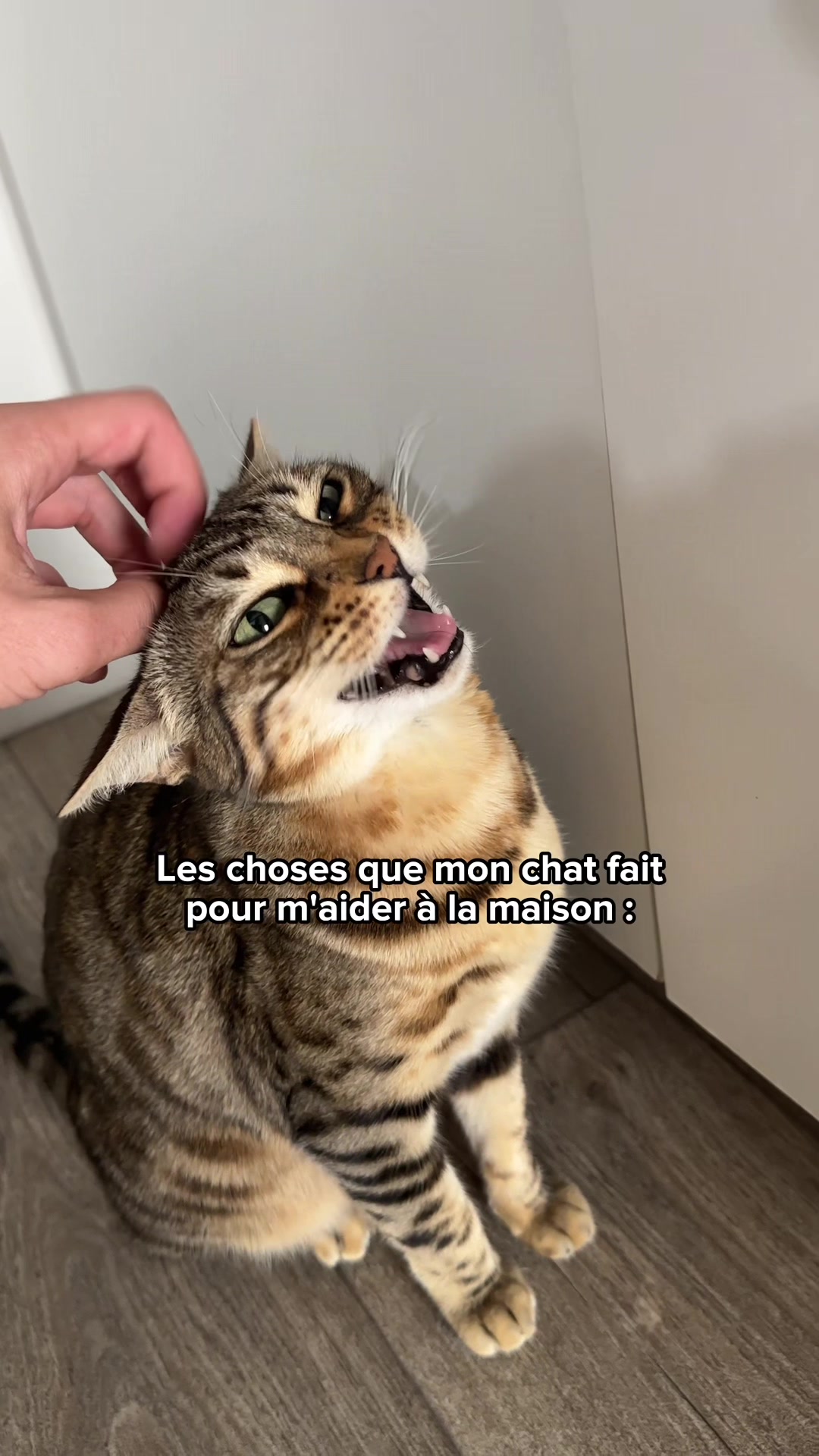 @Ricki the Bengal