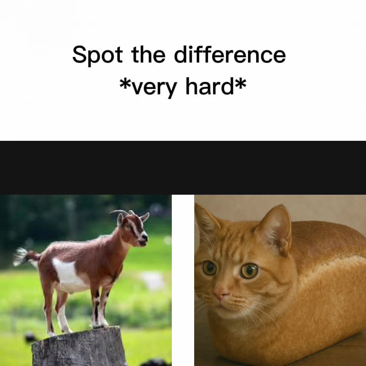 @bread_.cat