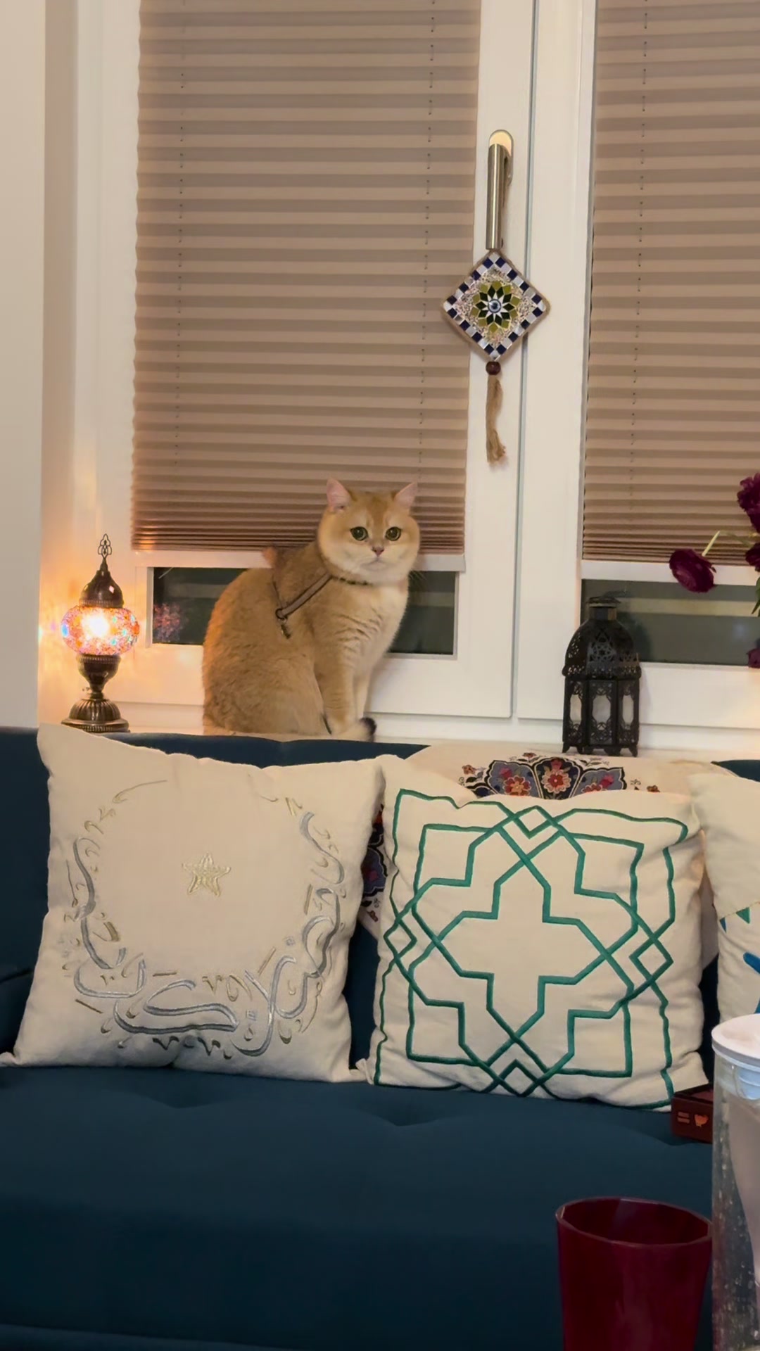 @Sammie_the_Cat