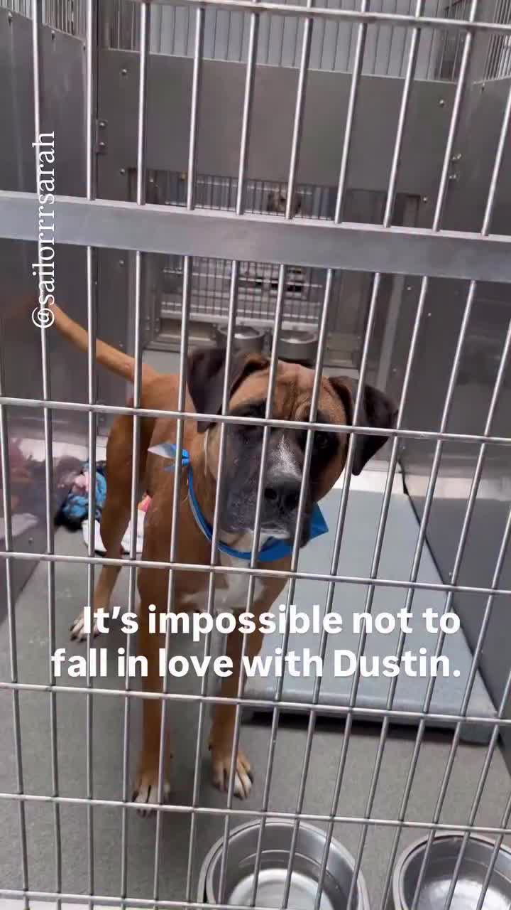 @Cane Corsos