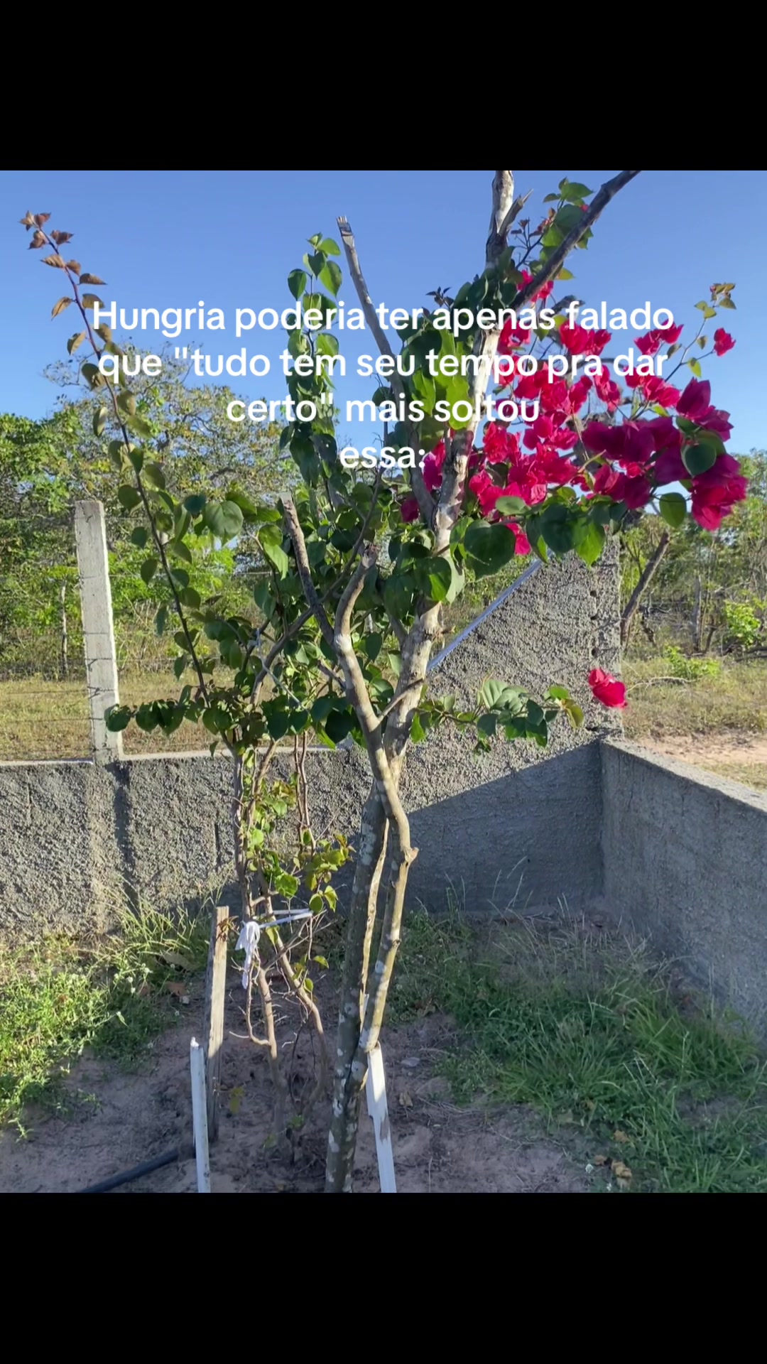 @Magalhães 🐆