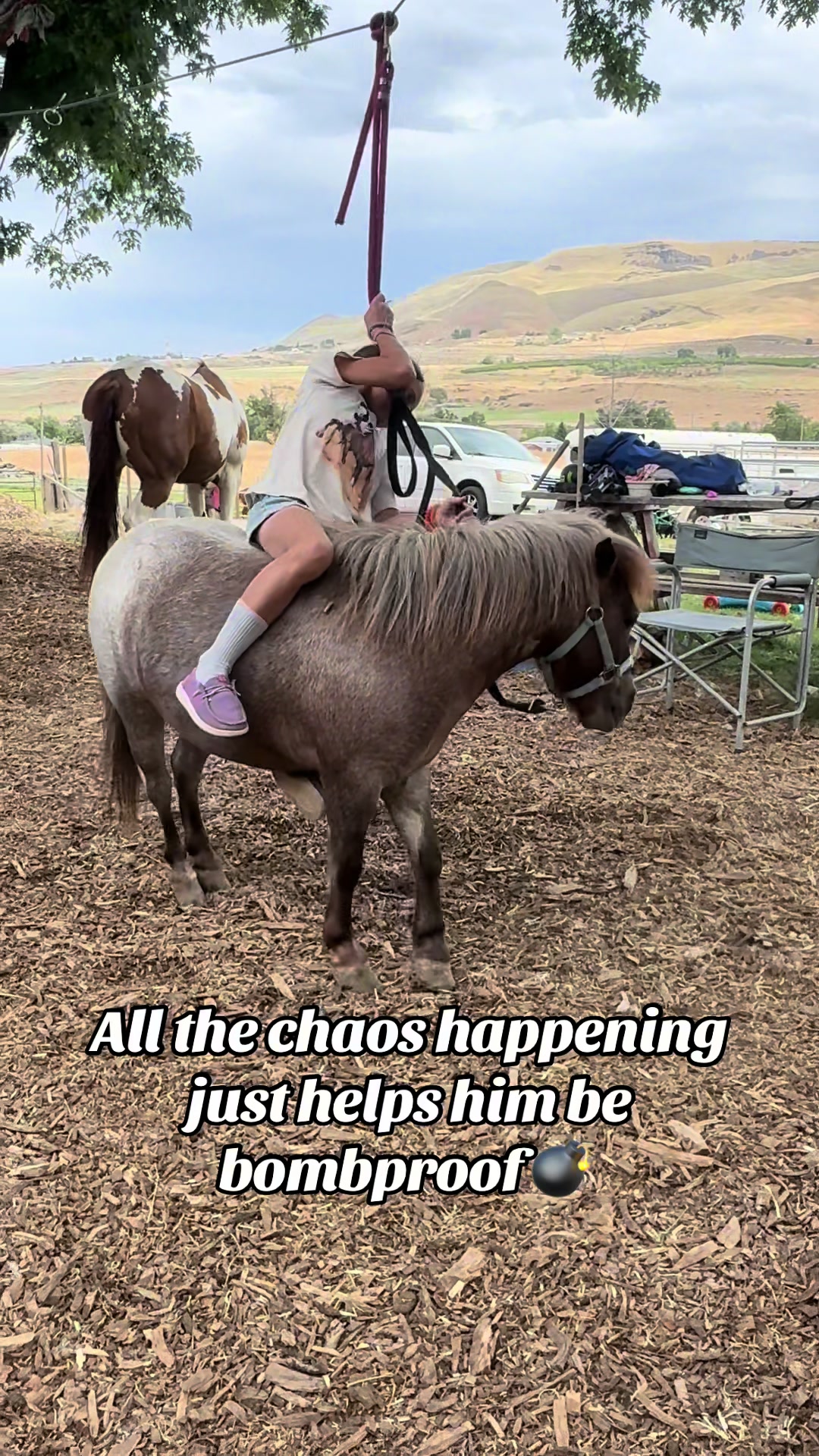 @Hot Sauce the Mini horse 🐎