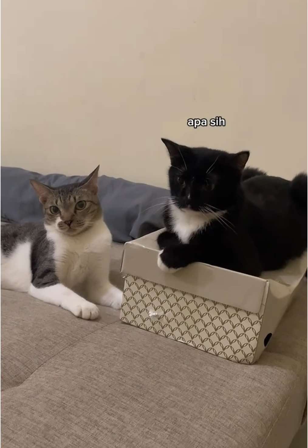 @three_muscateers