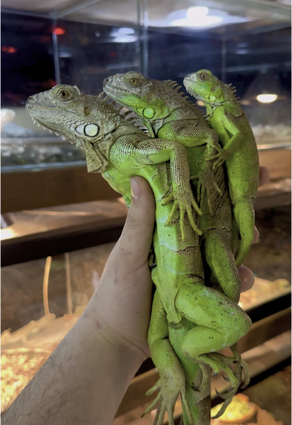 @KANMAZ PETSHOP