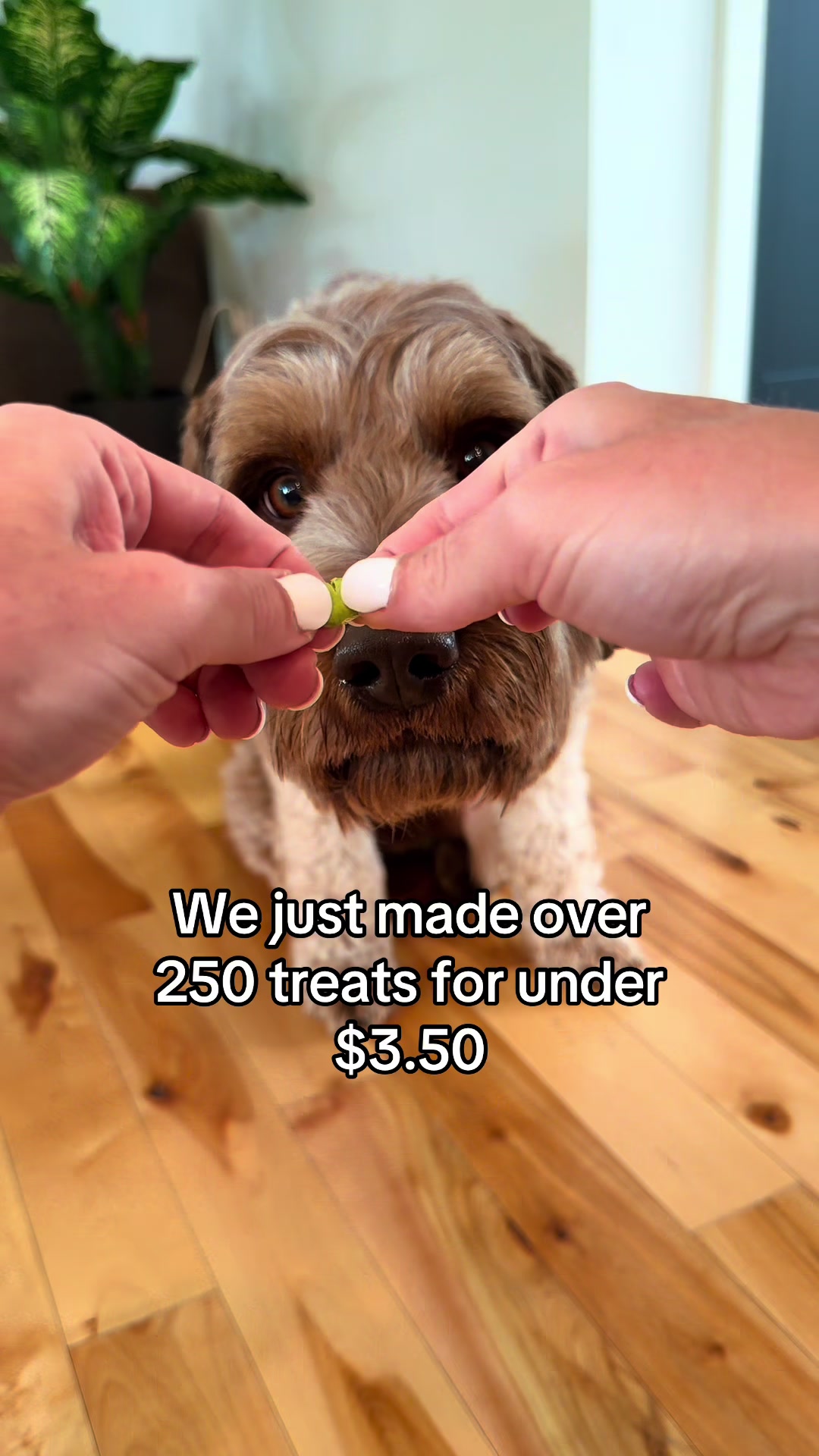 @Dogs Made Simple