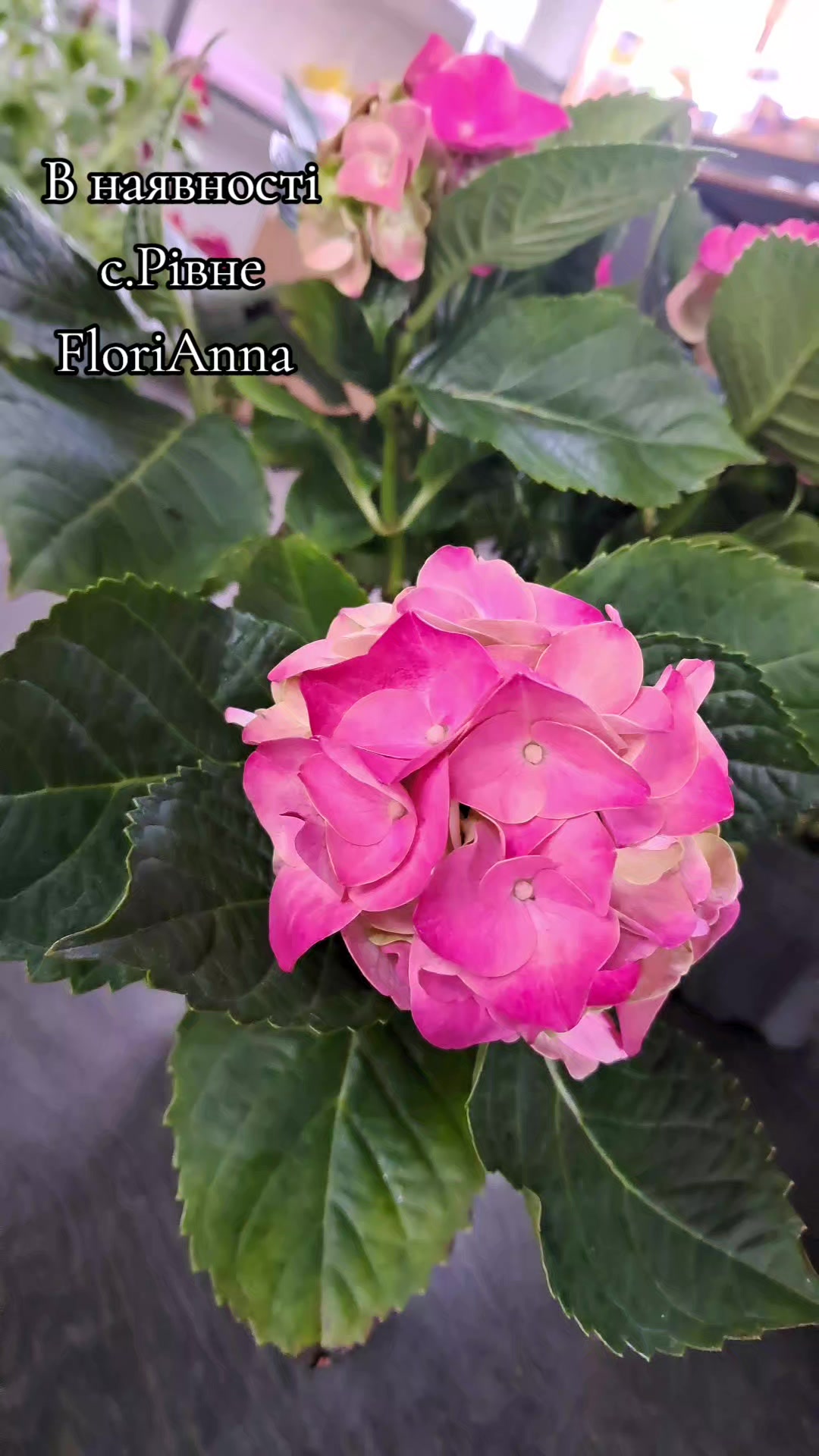 @Florianna004