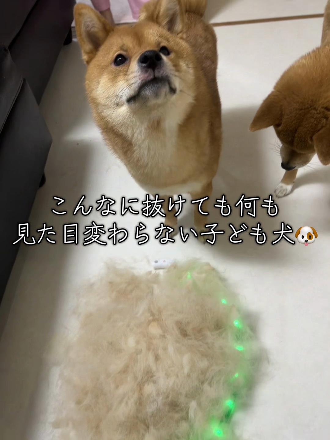 @シャクレ犬