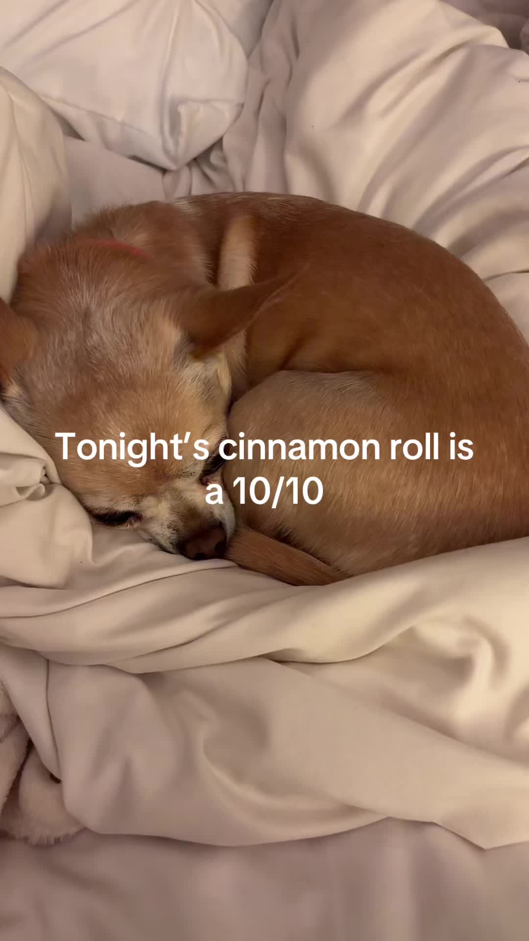 @Gidget/WagWild
