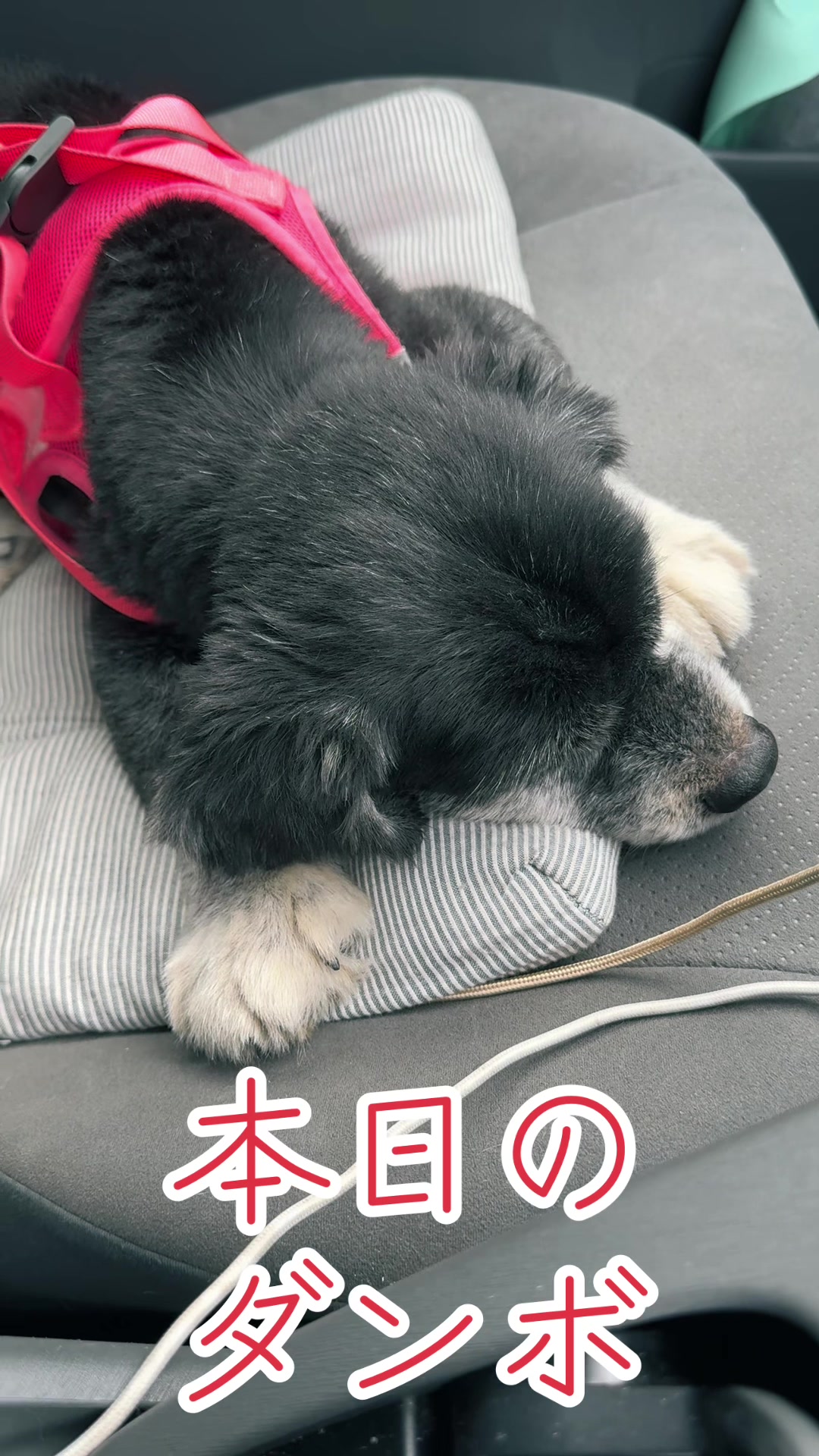 @オクラ