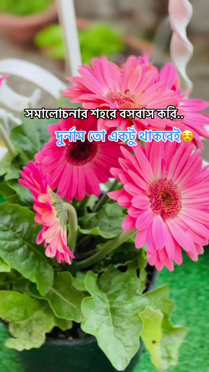 @🇧🇩Mehra Mishrat👸🥀🇮🇹