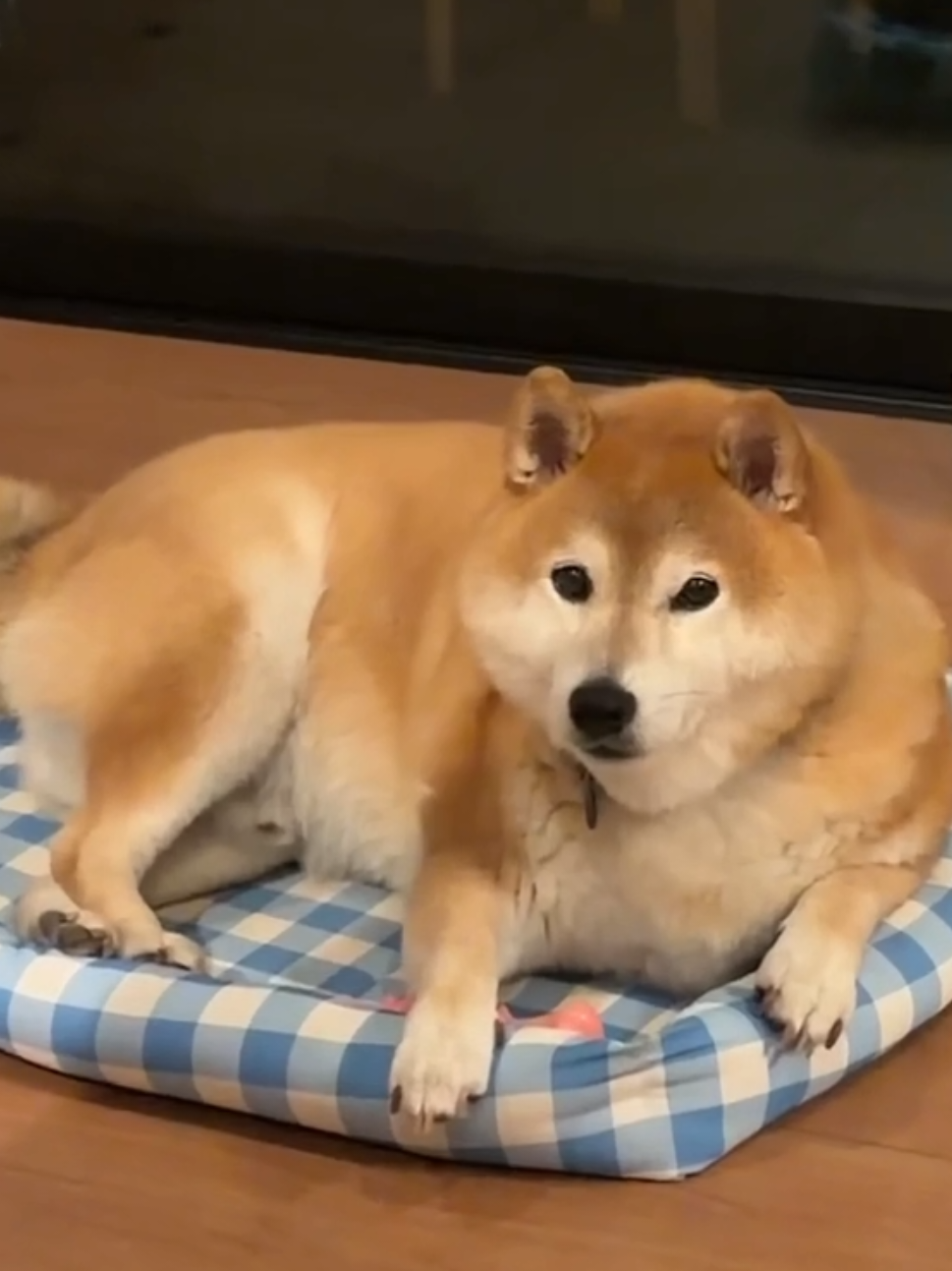 @柴犬とんこつ