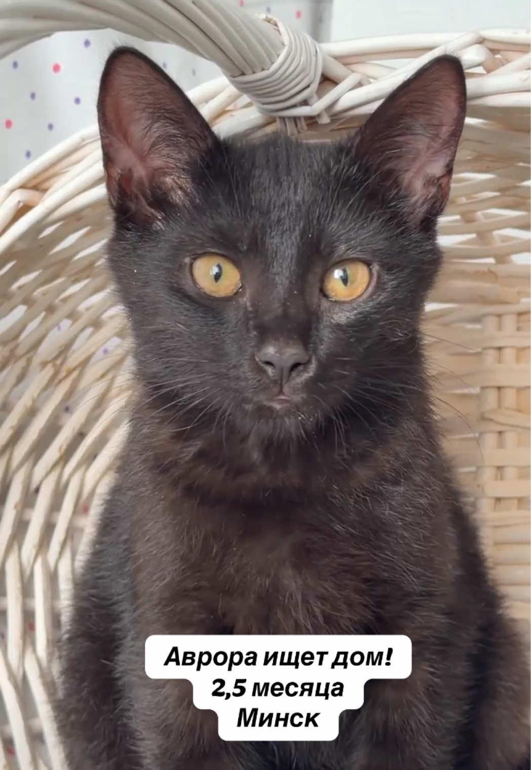 @Котята в дар!