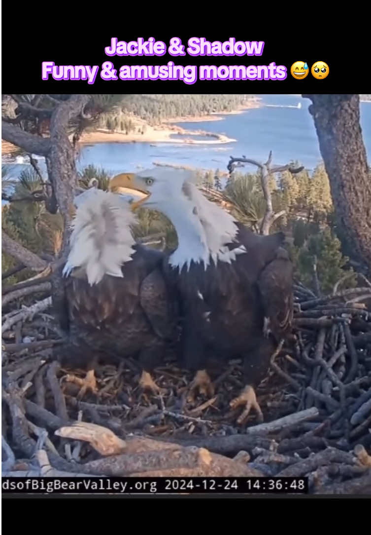 @feathery_friends_family