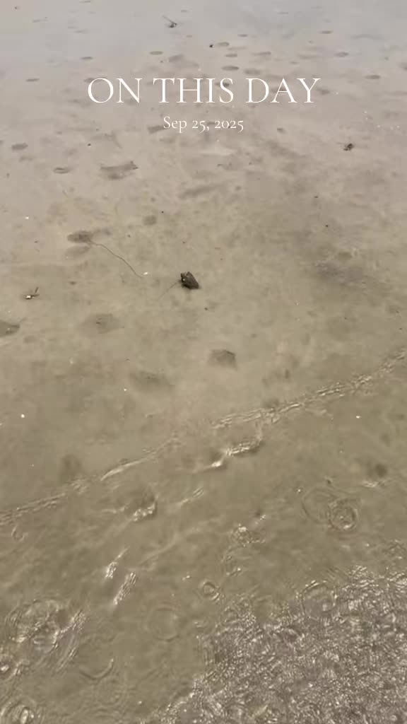 @Southwest Florida Shelling