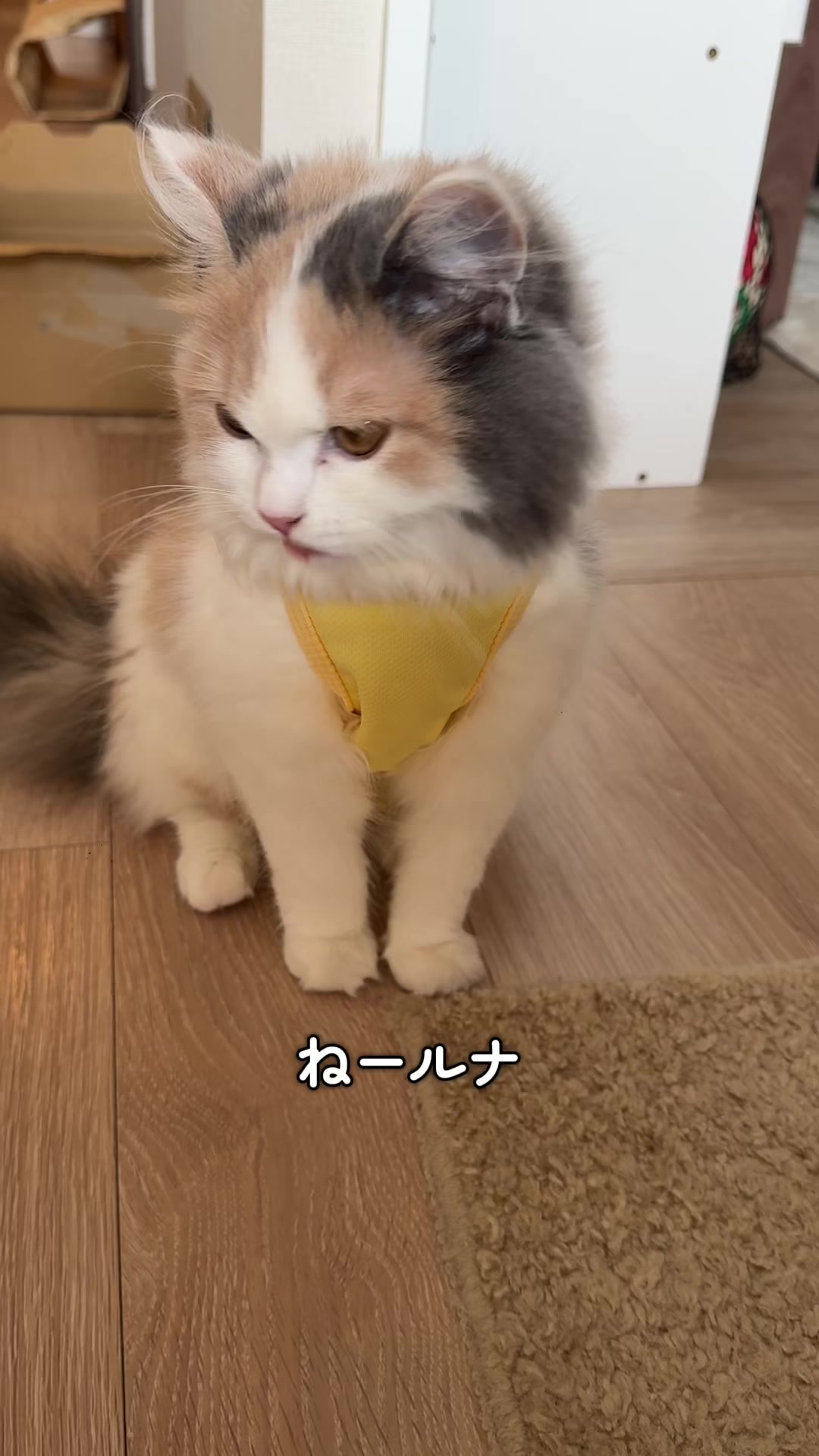 @ねこ日記