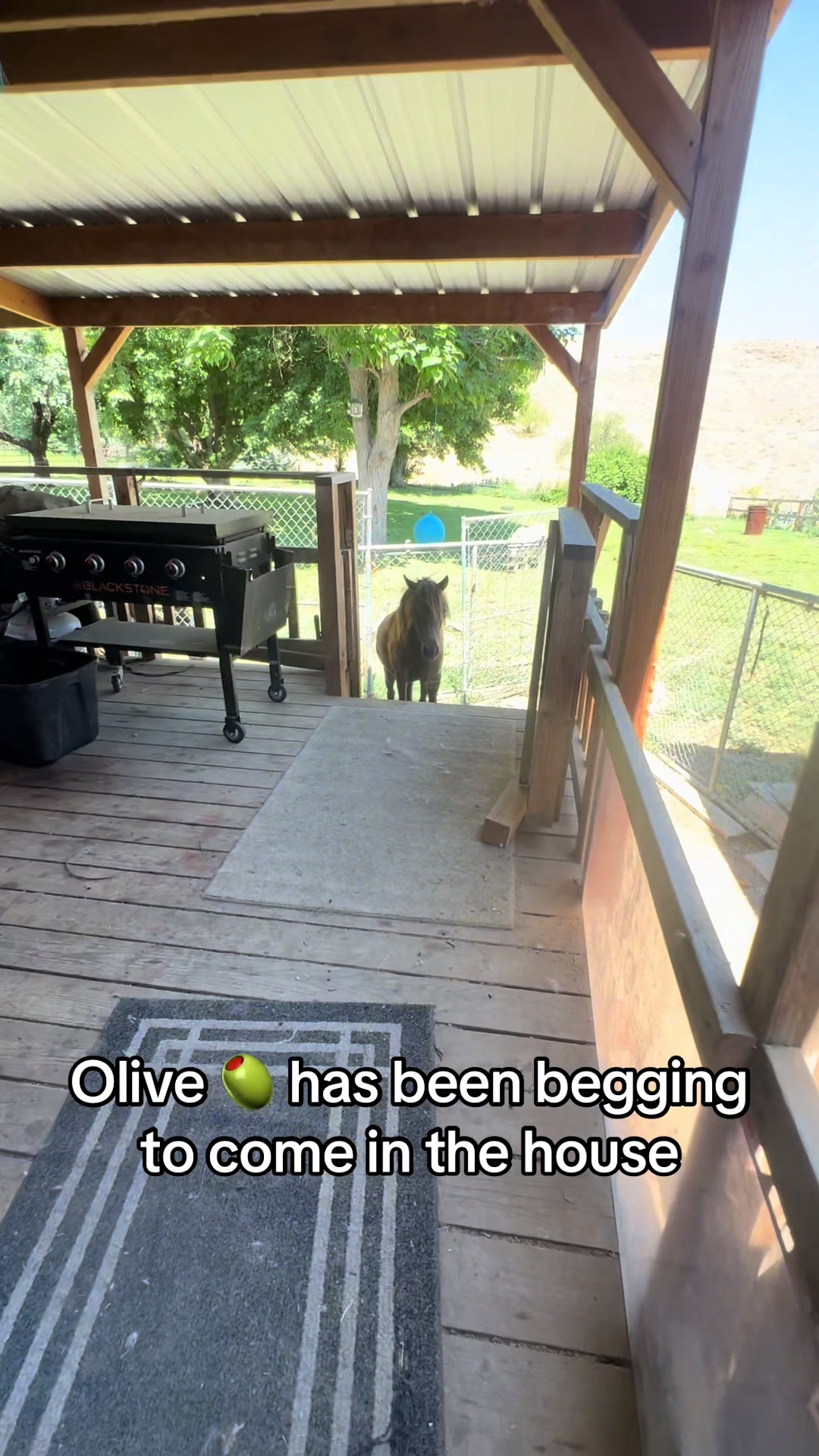 @Hot Sauce the Mini horse 🐎