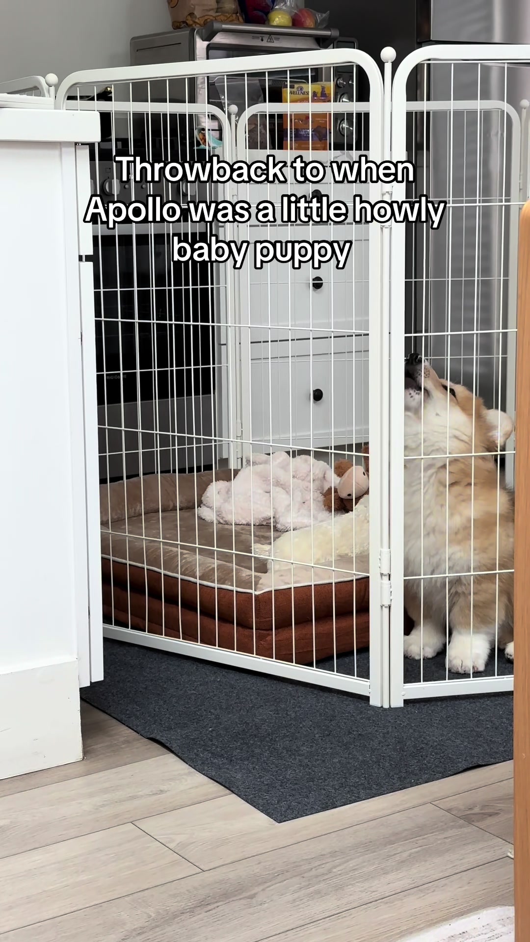 @apollothecorgimute