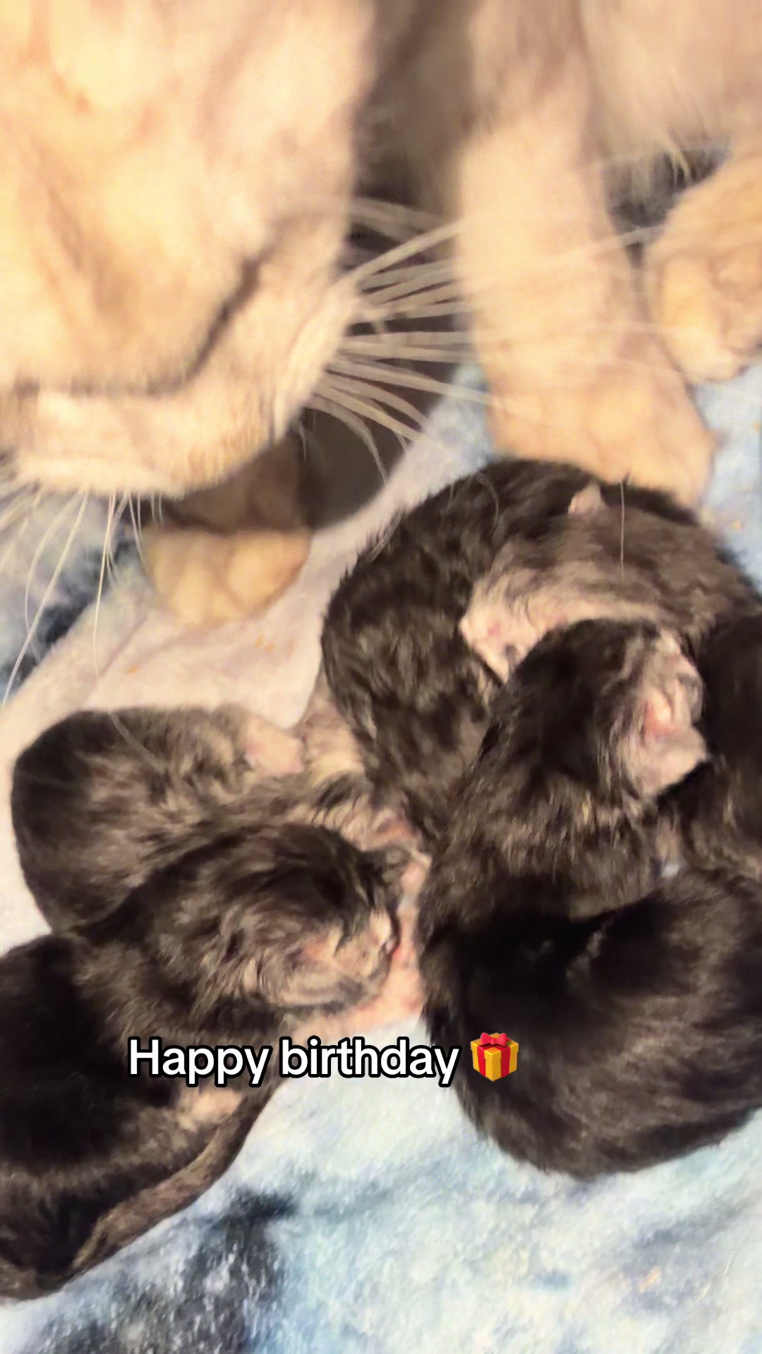 @Rosa&rsquo;s maine coon in Texas🧛