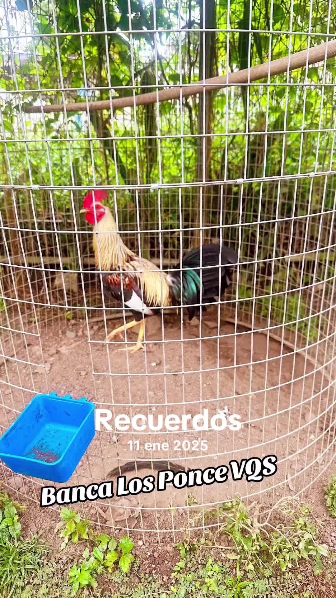 @Mois&eacute;s Ponce 🐓❤️💪