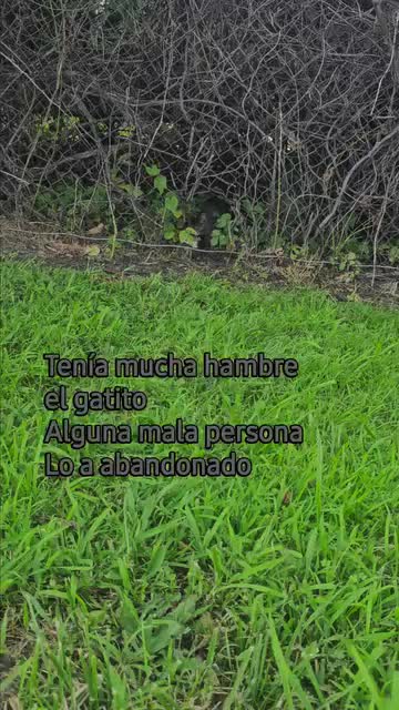 @🇲🇽Guli.Carrada 🐈&zwj;⬛
