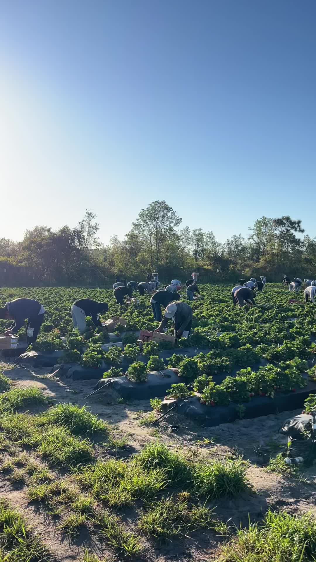 @AVL HARVESTING 👨&zwj;🌾