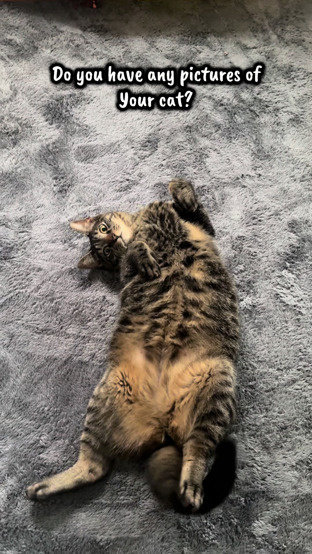 @TailsandWhiskersCo
