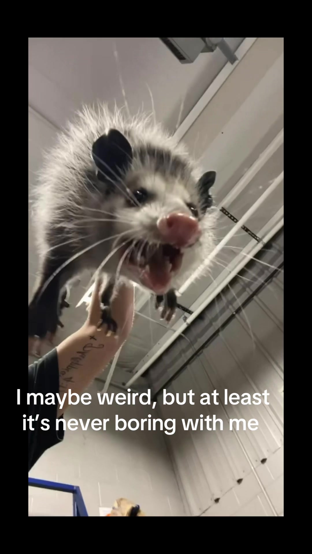 @laneysmama2024