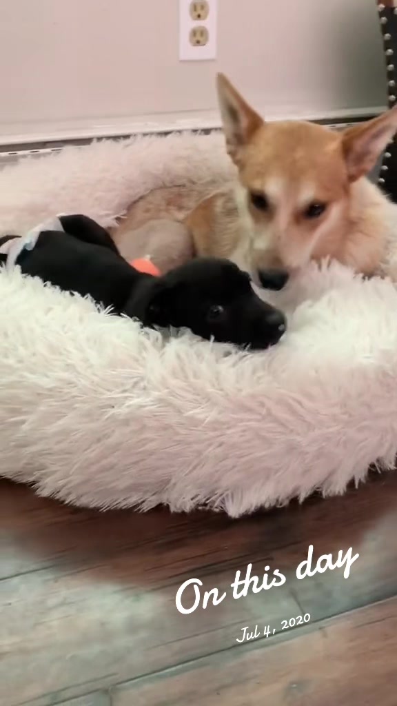 @dogmom76