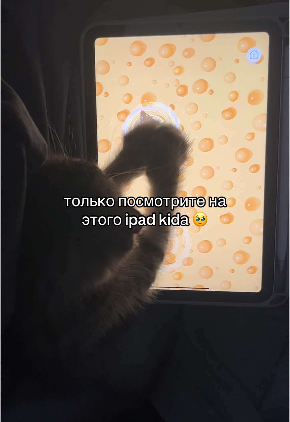 @kotik_unaa