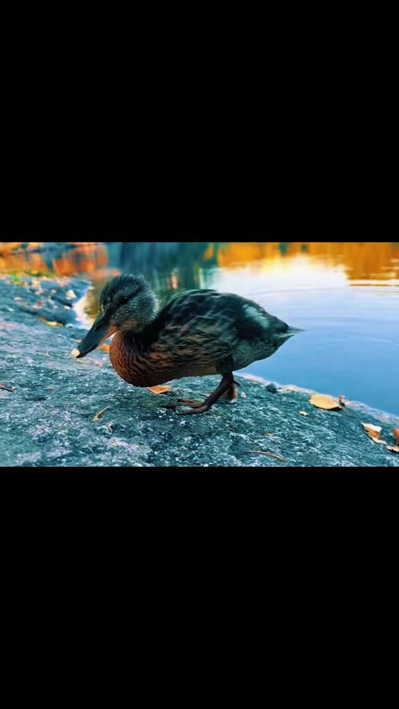 @DΛMIΛN