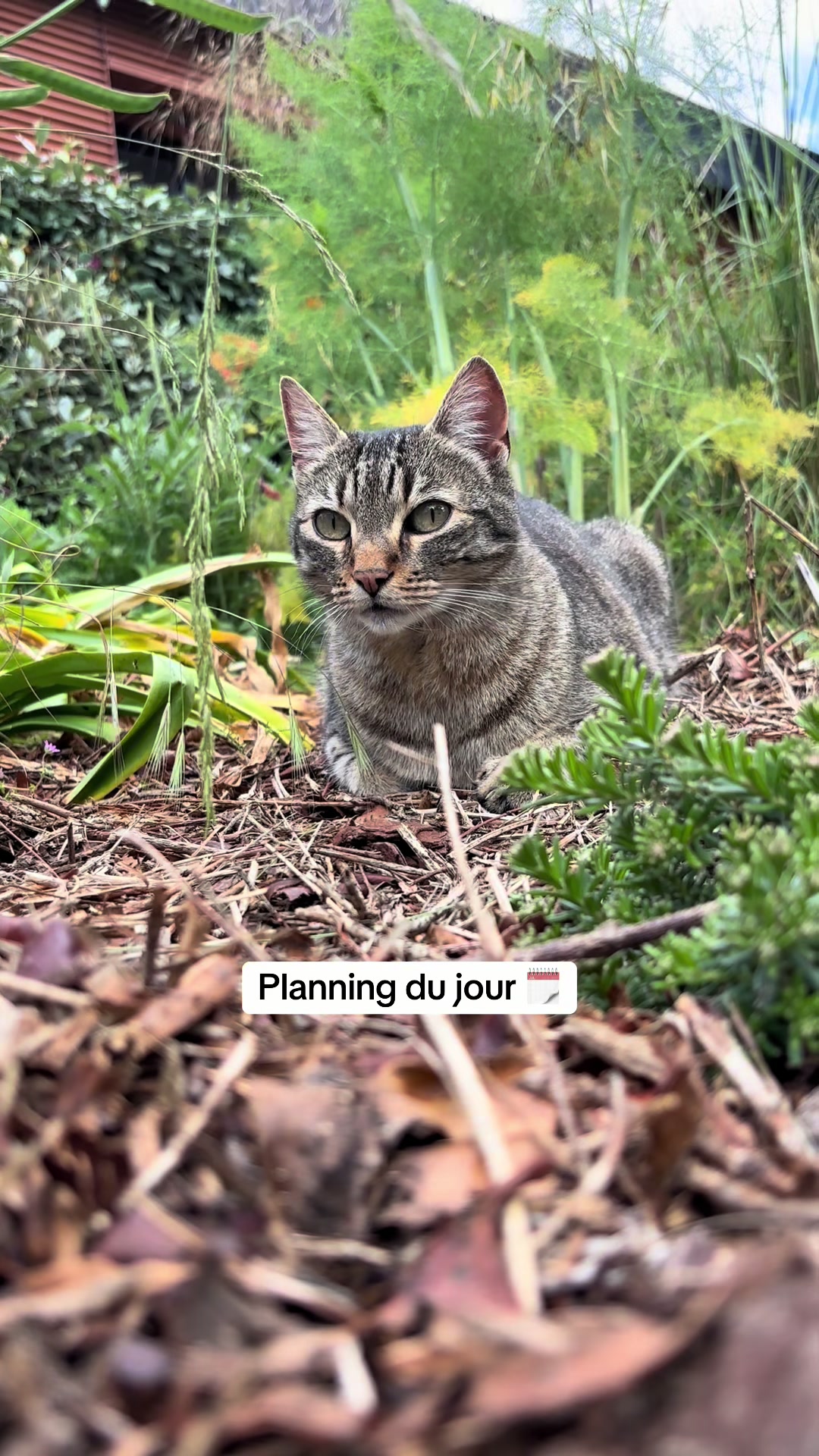 @Bulle la chatte 🐈