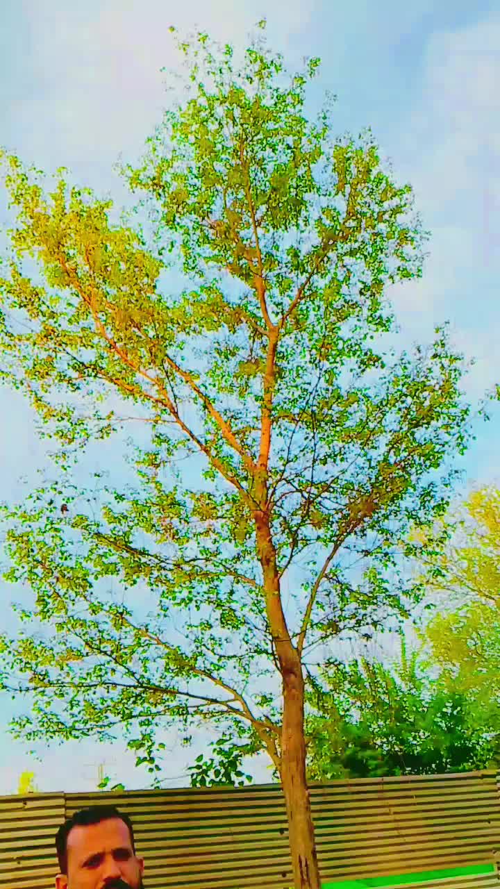 @zafar 52239