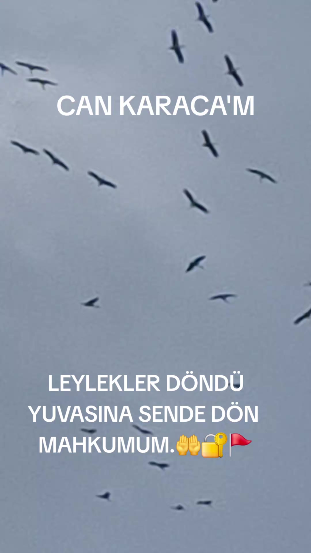 @can_gul0102
