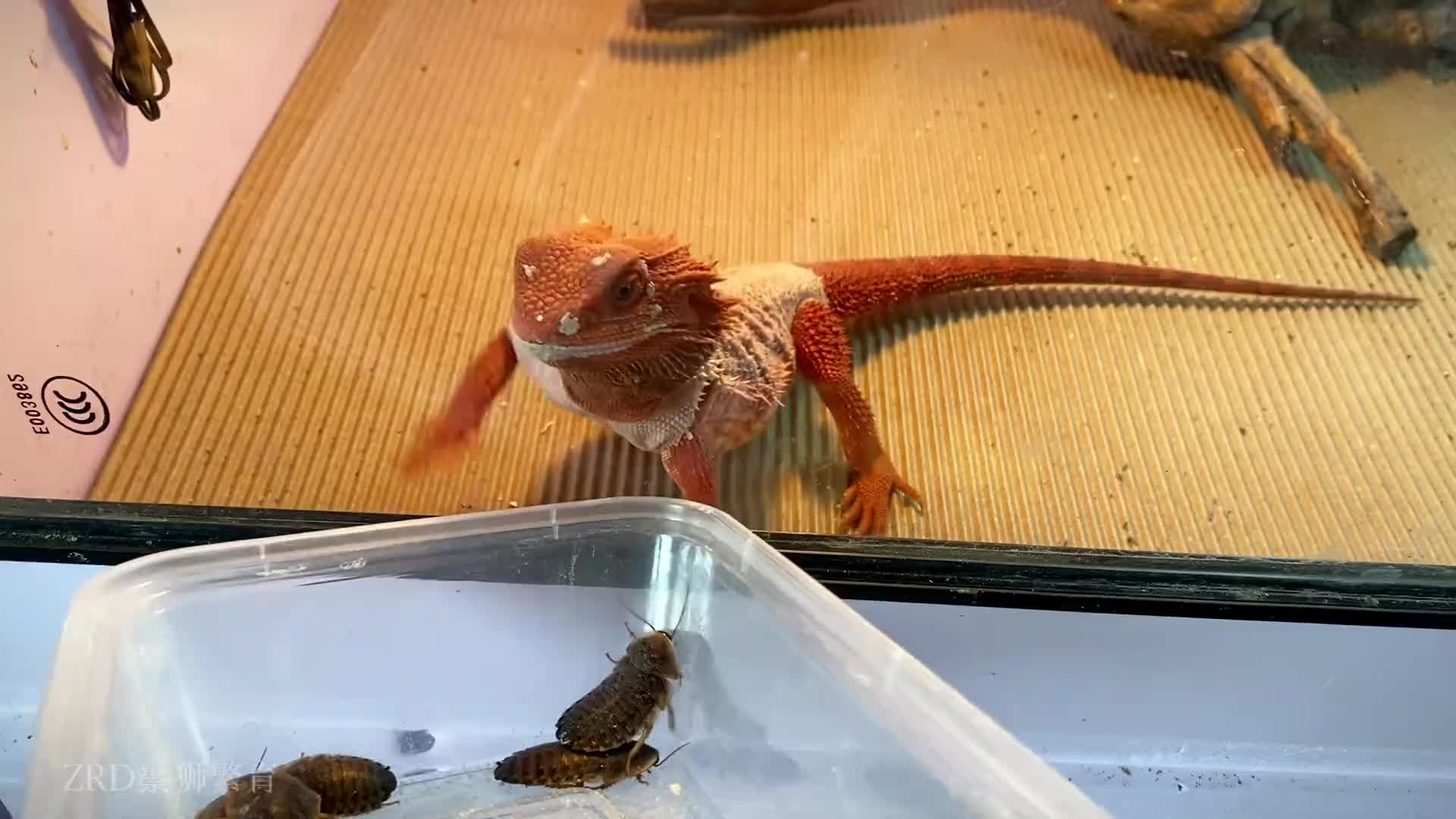 @ReptileHavenUS