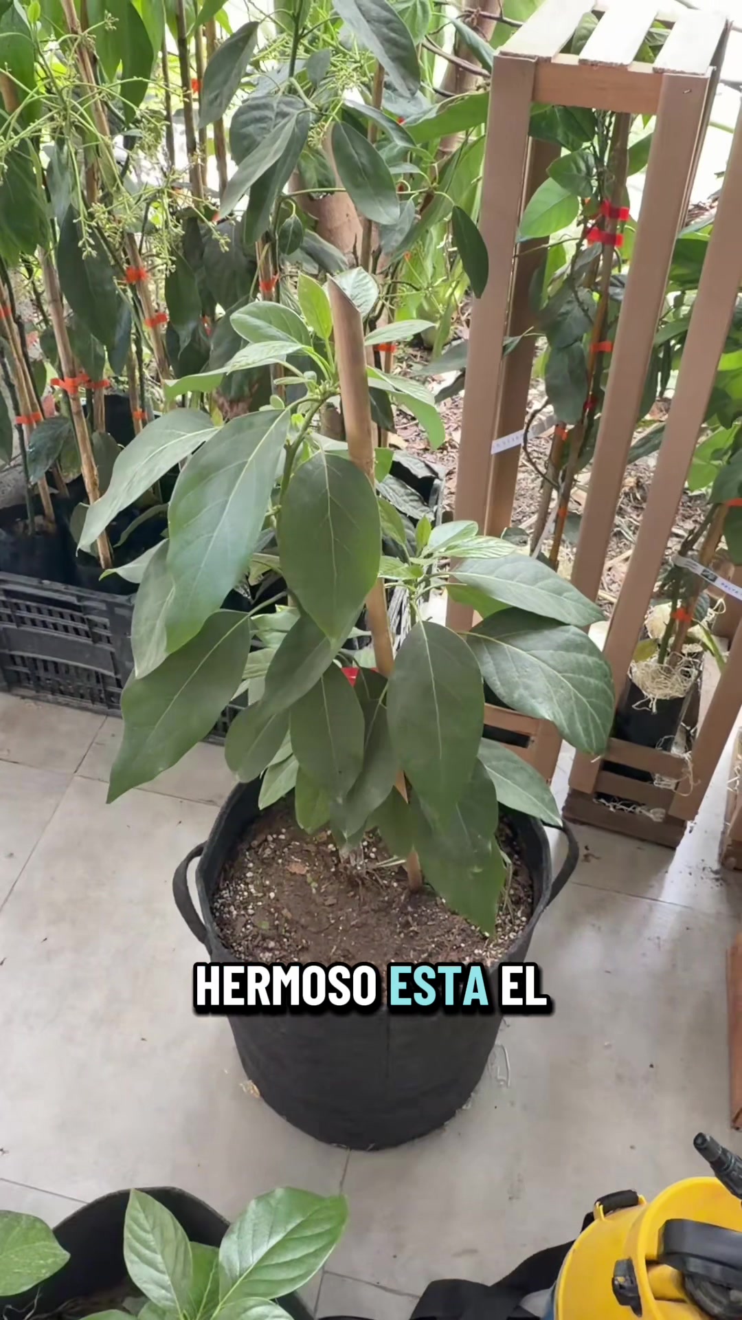 @Mr Kraus 🥑