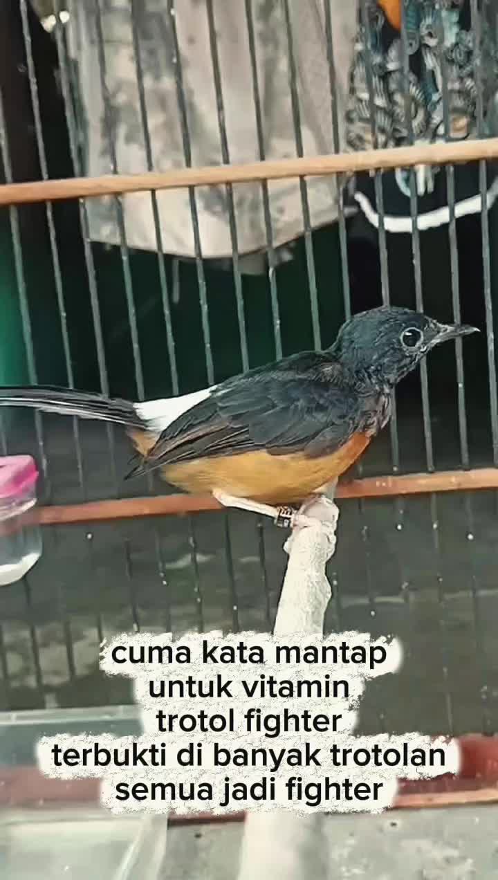 @boy kicau